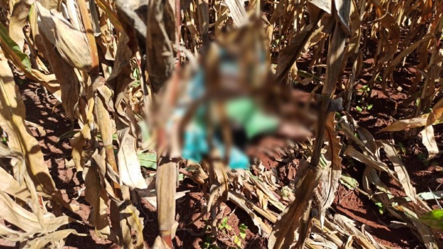 Homem encontrado morto em milharal foi vítima de latrocínio, afirma PCPR