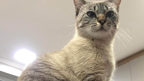 Gata Gertrudes desapareceu no bairro São Cristóvão Imagem referente a Gata Gertrudes desapareceu no bairro São Cristóvão
