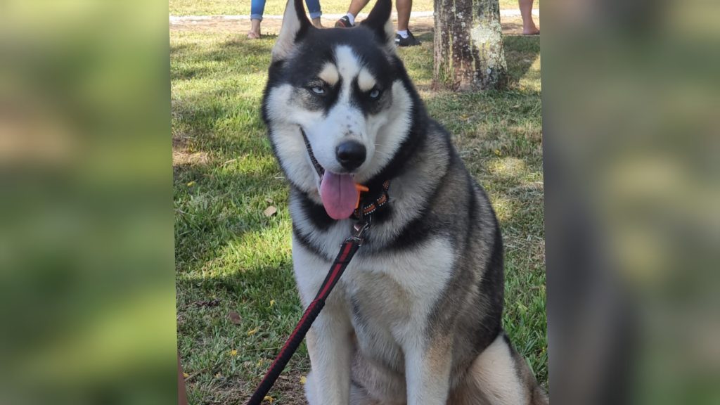 Cachorra Jade sumiu no Maria Luiza; recompensa é de R$ 1,5 mil