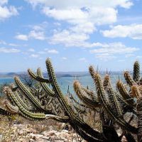 Mudanças climáticas podem gerar perda de espécies na Caatinga