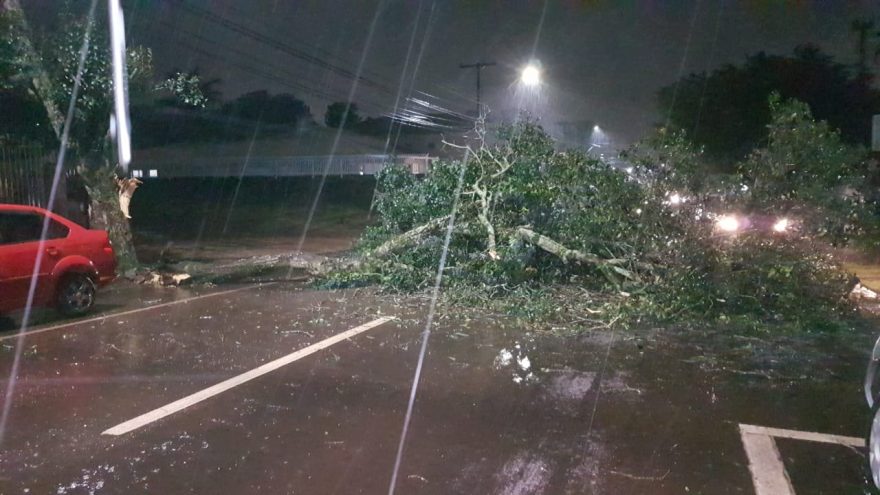 Tronco de árvore cai e interdita trecho da Rua Rio de Janeiro