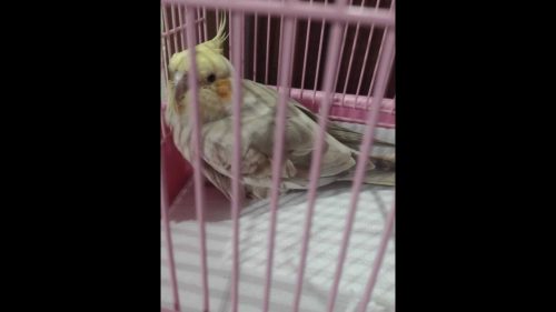 Calopsita é encontrada no bairro Jardim Padovani Imagem referente a Calopsita é encontrada no bairro Jardim Padovani