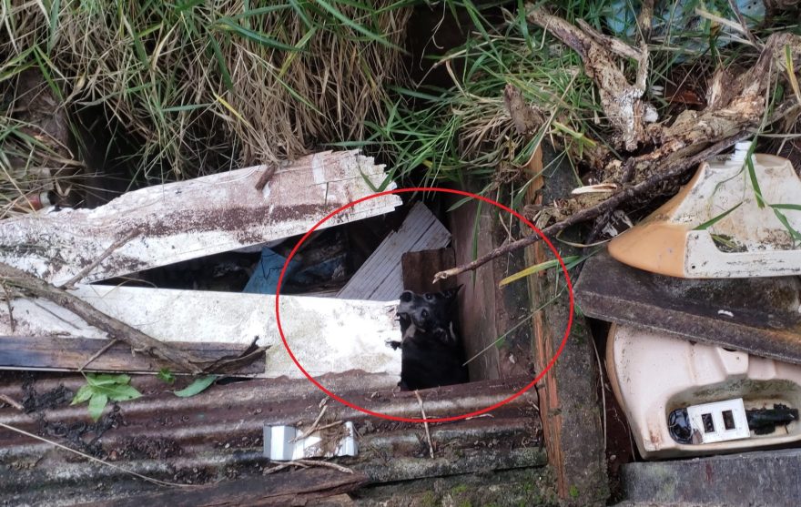 Internautas pedem ajuda para resgatar cachorro que está preso há dois dias em buraco no Morumbi