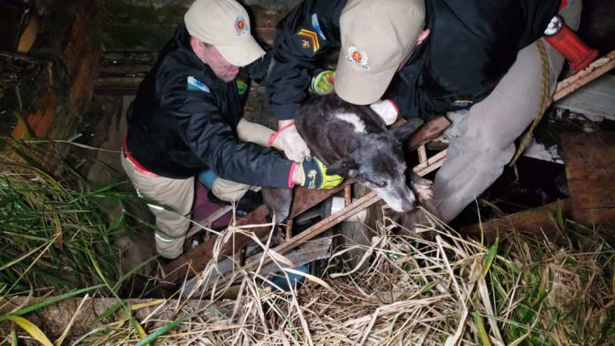 Após reportagem da CGN, Bombeiros resgatam cachorro idoso de buraco no Morumbi
