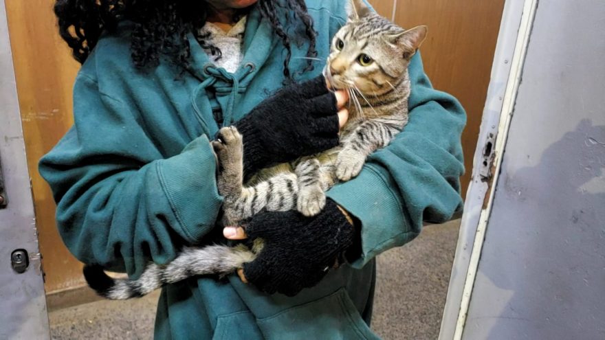 Gato é resgatado após cair do terceiro andar de um prédio no Centro