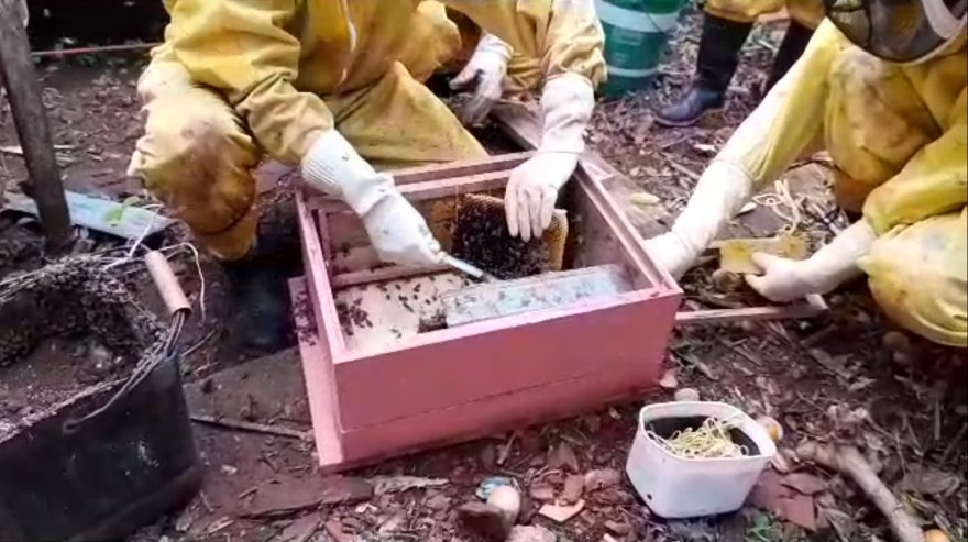 Defesa Civil retira enxame de abelhas no Santa Cruz