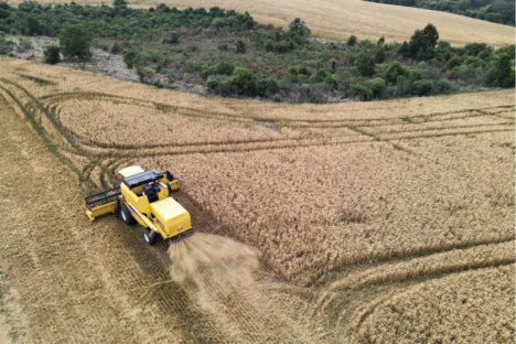Brasil reduz importação de trigo no 1º semestre; Paraná tem leve aumento nas exportações