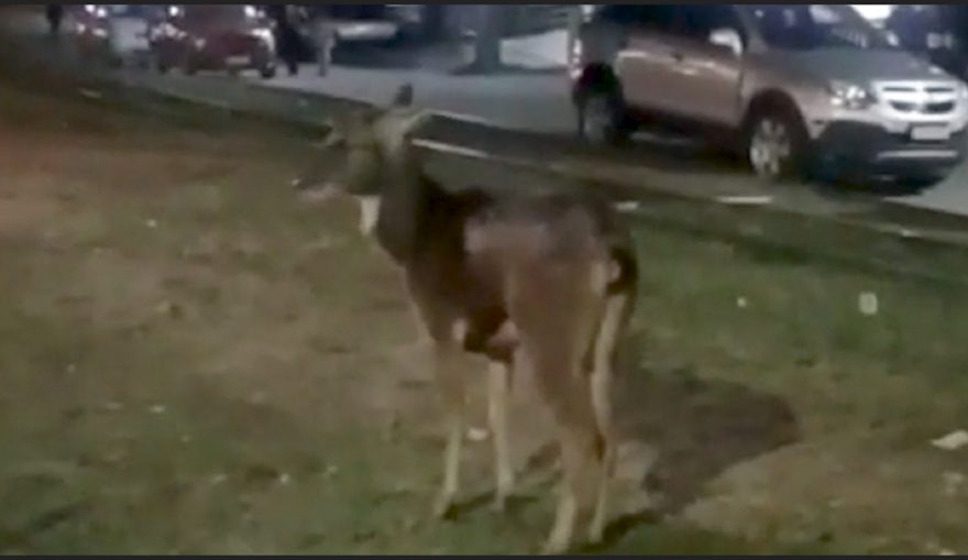 Conhece? internautas filmam veados passeando em área urbana no Paraná; veja vídeo