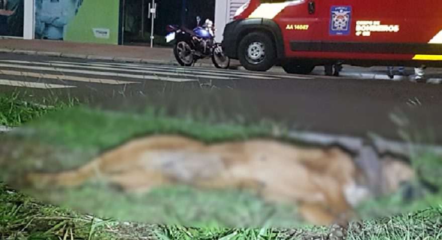 Cachorro morre ao ser atropelado por motociclista no São Cristóvão