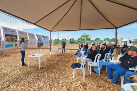 Pesquisadores incentivam alternativas de alimentação para o gado de corte em Paranavaí