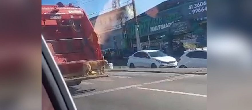 Internauta flagra viralata caramelo andando de carona em caminhão de lixo