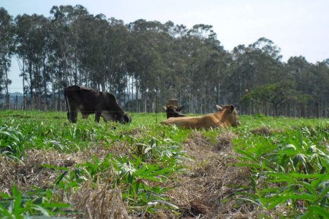 Publicação do IDR-Paraná analisa integração mandioca-pecuária no Arenito Caiuá