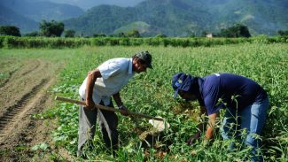 Agricultura familiar é 8ª maior produtora de alimentos do mundo