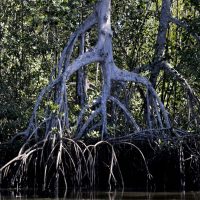 Estudos apontam que manguezais evitam que atmosfera absorva carbono