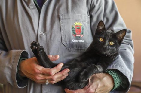 Imagem referente a Dia do vira-lata: Prefeitura de Curitiba tem campanha permanente de adoção de cães e gatos