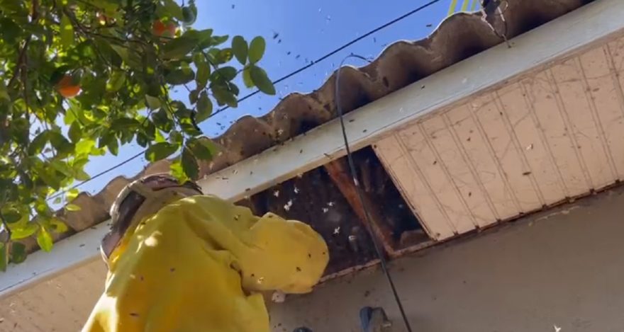 Defesa Civil remove abelhas de residência no Jardim Itália