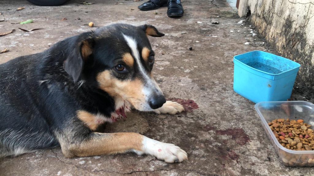 Homem não consegue ajuda para cachorro e teme o pior: “ele está fraco, não consegue comer”