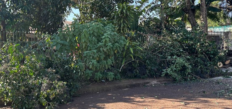 Bombeiros cortam galhos de árvore no Brasmadeira