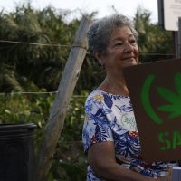 Imagem referente a Uruguai: comércio legal de maconha supera 10 toneladas em seis anos