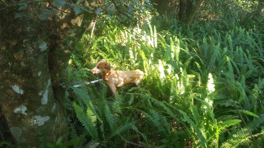Corpo de Bombeiros é acionado para resgatar cachorro que caiu em buraco próximo ao Parque Vitória