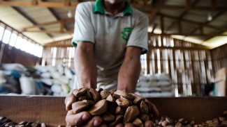 Extrativistas querem que produtos tenham chancela de povo amazônico