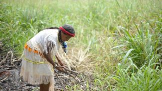 Plantas bem cuidadas alimentam melhor e ajudam o clima, diz movimento