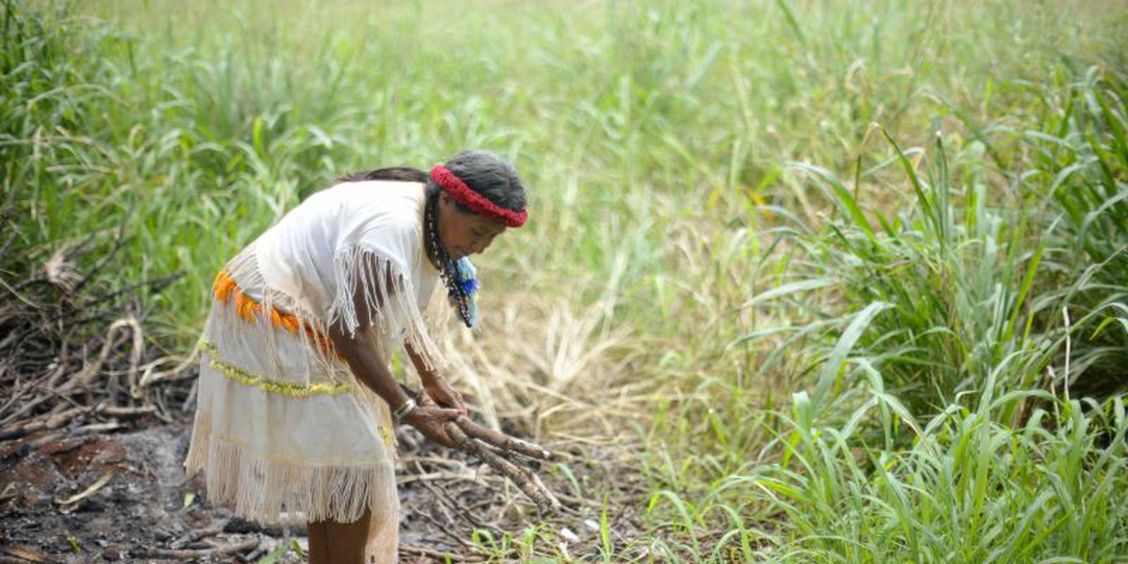 Plantas bem cuidadas alimentam melhor e ajudam o clima, diz movimento Imagem referente a Plantas bem cuidadas alimentam melhor e ajudam o clima, diz movimento
