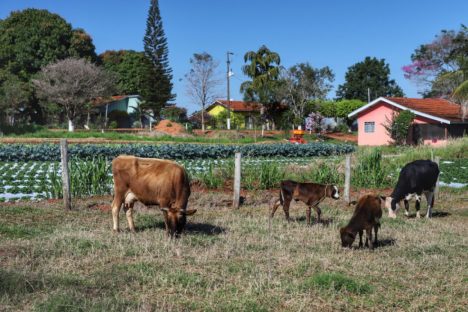 Publicação do IDR-Paraná traça perfil das propriedades rurais do Estado