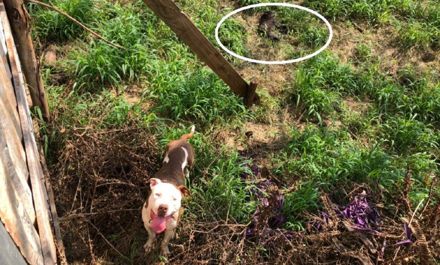 Pitbull solto na rua ataca e deixa gravemente ferido cachorro de menor porte no Cancelli