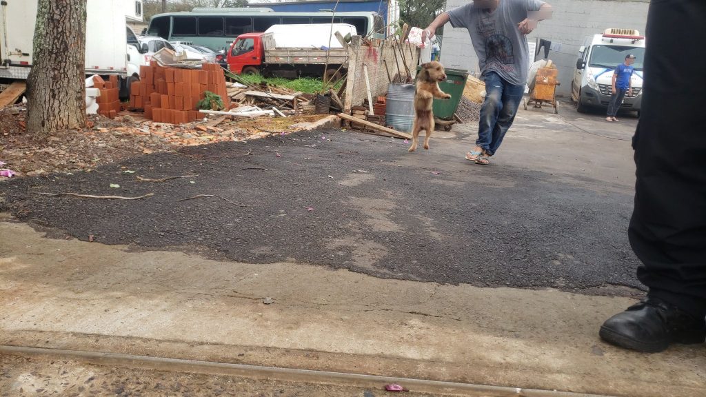 Cãozinho que morou na 15ª SDP enquanto tutor estava detido reencontra o homem após três meses
