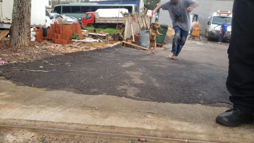 Cãozinho que morou na 15ª SDP enquanto tutor estava detido reencontra o homem após três meses