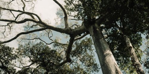 Imagem referente a No Acre, indígenas lideram ações de reflorestamento da Amazônia