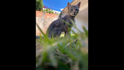 Gata Mia desapareceu no bairro Periolo Imagem referente a Gata Mia desapareceu no bairro Periolo