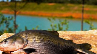 Consumo de pescado cresce 65% no Brasil desde 2004