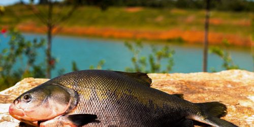 Imagem referente a Consumo de pescado cresce 65% no Brasil desde 2004