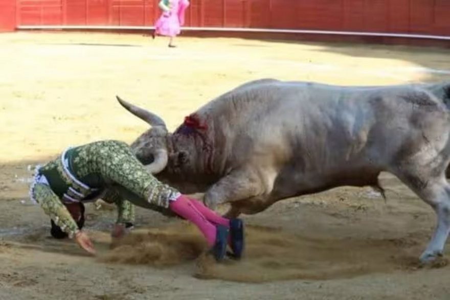 Toureiro é chifrado no ânus durante apresentação em Madri; veja vídeo