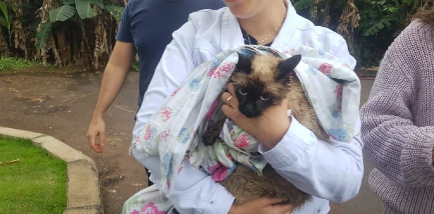 Corpo de Bombeiros é acionado para resgatar gato que subiu em árvore