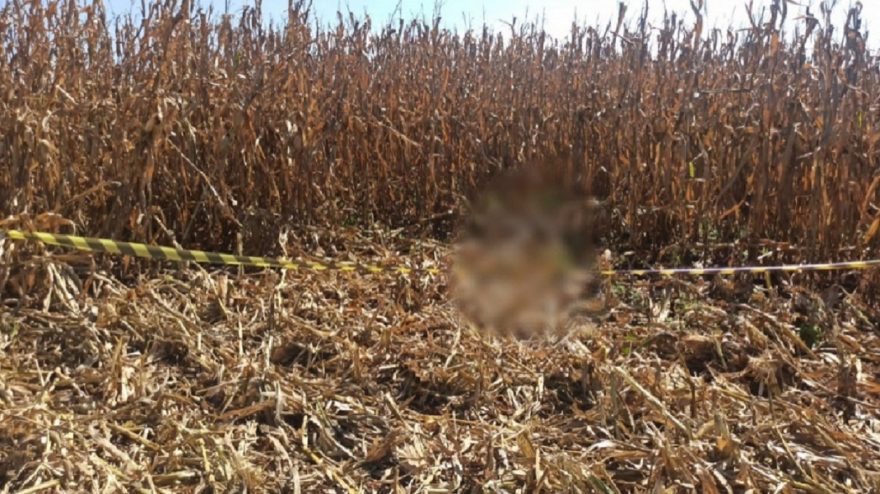 Cadáver de um homem em avançado estado de decomposição é encontrado em milharal