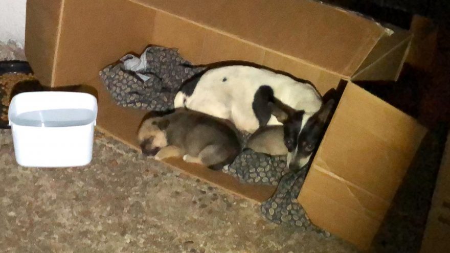 Moradores pedem ajuda para resgatar cachorra e filhotes no Alto Alegre