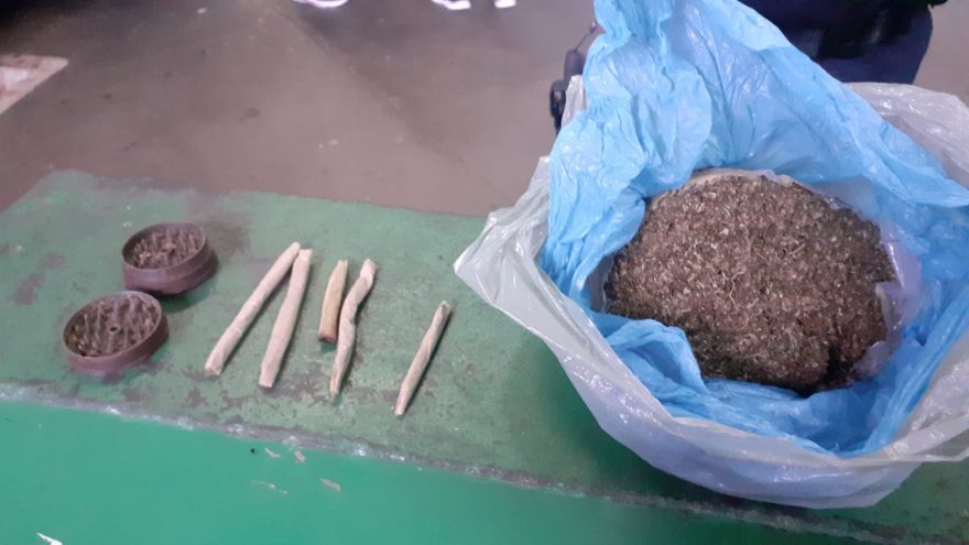 Capulho escondido em embaixo de assento de ônibus é apreendido pela GM