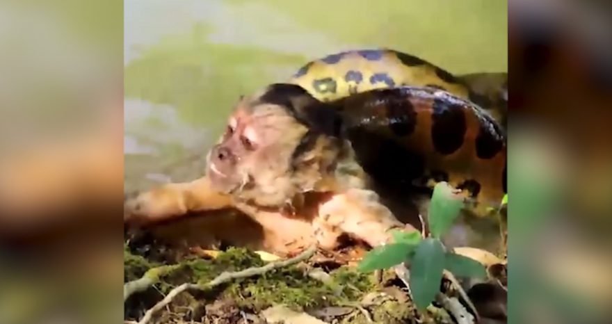 Macaco-prego é salvo por turistas após ser capturado por Sucuri; veja vídeo