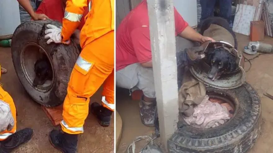 Cachorro preso em roda de caminhão é salvo por Bombeiros; veja vídeo