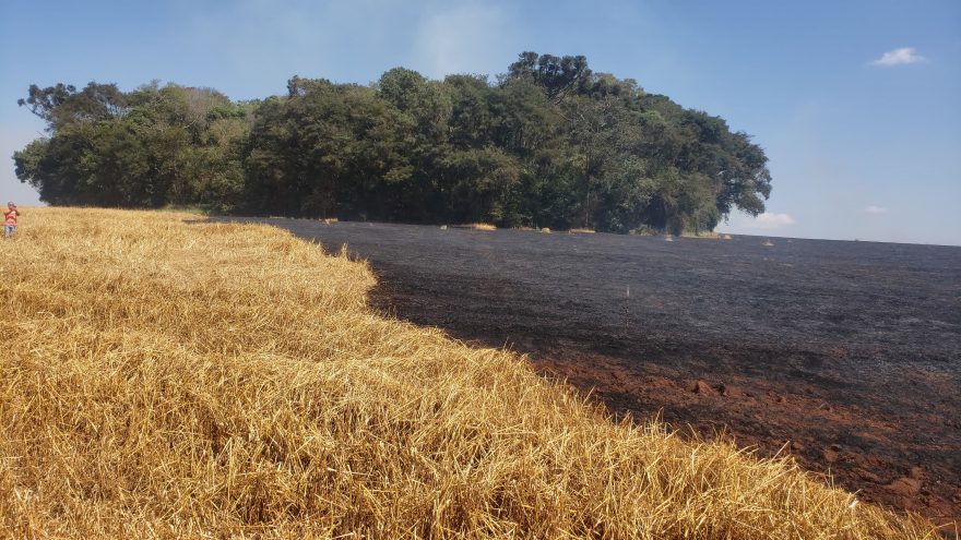 Grande área de plantação é consumida por incêndio em Cascavel