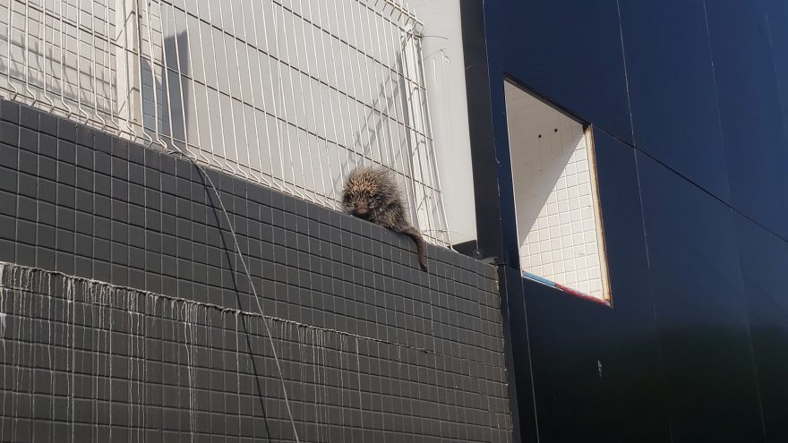 Porco-espinho é encontrado em prédio na Região do Ciro Nardi