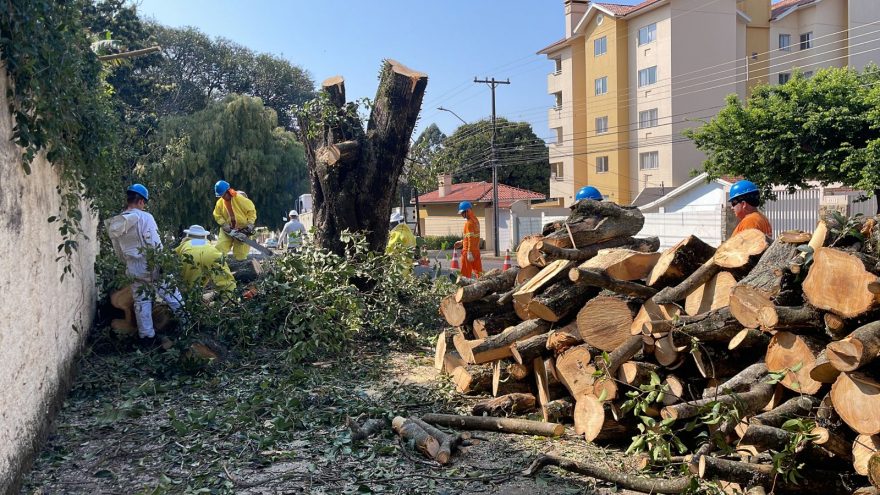Árvore precisa ser cortada para a retirada de um grande enxame de abelhas no Centro