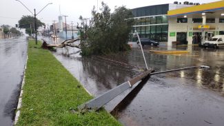 Poste e árvore são arrancados, interditando trecho da Avenida Rocha Pombo