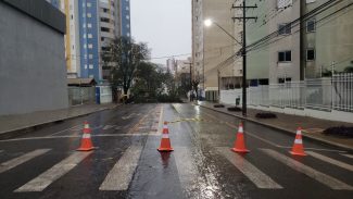 Rua Pernambuco fica interditada após queda de árvore