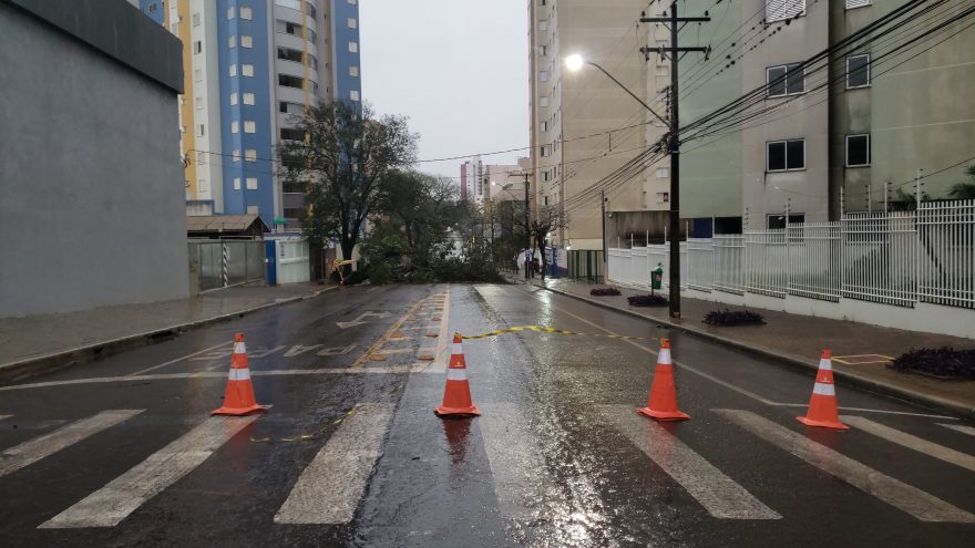 Rua Pernambuco fica interditada após queda de árvore