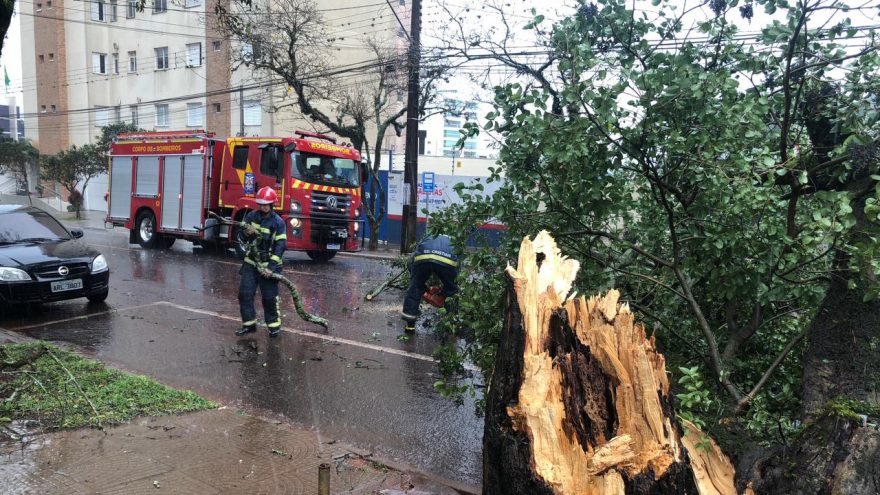 Bombeiros realizam corte de árvore que bloqueou a rua Pernambuco