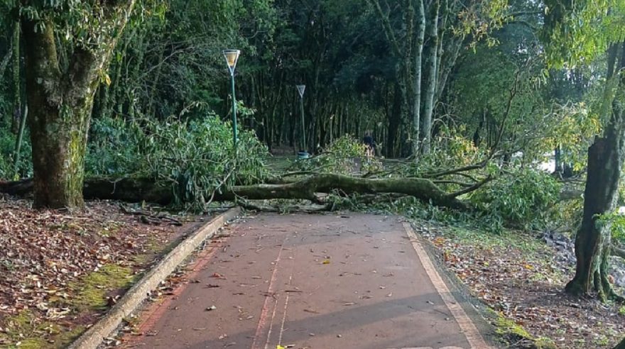 “Corrida com obstáculo”: internauta registra árvore caída na pista de caminhada do Lago Municipal